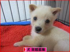 にほんブログ村 犬ブログ 犬 里親募集へ