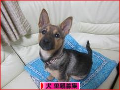 にほんブログ村 犬ブログ 犬 里親募集へ