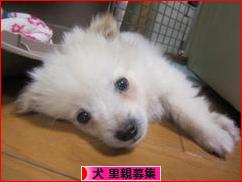 にほんブログ村 犬ブログ 犬 里親募集へ