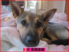 にほんブログ村 犬ブログ 犬 里親募集へ