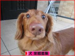 にほんブログ村 犬ブログ 犬 里親募集へ