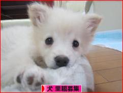 にほんブログ村 犬ブログ 犬 里親募集へ