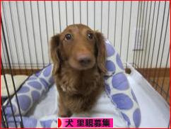 にほんブログ村 犬ブログ 犬 里親募集へ