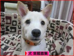 にほんブログ村 犬ブログ 犬 里親募集へ