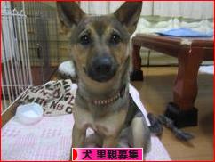 にほんブログ村 犬ブログ 犬 里親募集へ