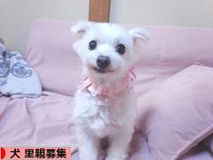にほんブログ村 犬ブログ 犬 里親募集へ