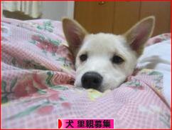 にほんブログ村 犬ブログ 犬 里親募集へ