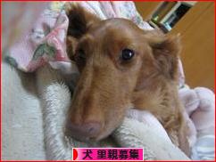 にほんブログ村 犬ブログ 犬 里親募集へ