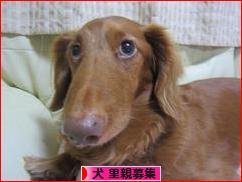 にほんブログ村 犬ブログ 犬 里親募集へ