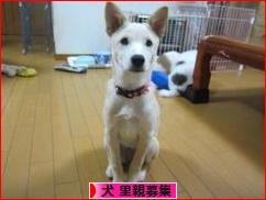にほんブログ村 犬ブログ 犬 里親募集へ