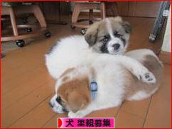 にほんブログ村 犬ブログ 犬 里親募集へ