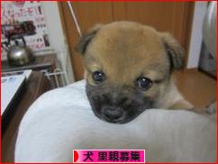 にほんブログ村 犬ブログ 犬 里親募集へ
