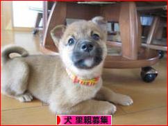 にほんブログ村 犬ブログ 犬 里親募集へ