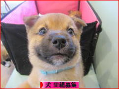 にほんブログ村 犬ブログ 犬 里親募集へ