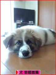 にほんブログ村 犬ブログ 犬 里親募集へ