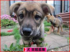 にほんブログ村 犬ブログ 犬 里親募集へ