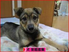 にほんブログ村 犬ブログ 犬 里親募集へ