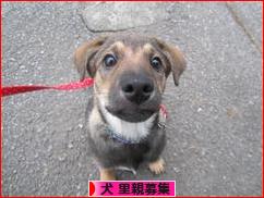 にほんブログ村 犬ブログ 犬 里親募集へ