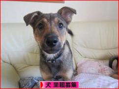 にほんブログ村 犬ブログ 犬 里親募集へ