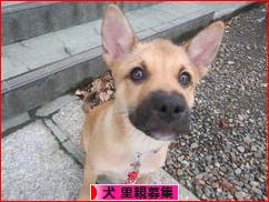 にほんブログ村 犬ブログ 犬 里親募集へ