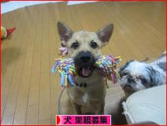 にほんブログ村 犬ブログ 犬 里親募集へ