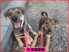 にほんブログ村 犬ブログ 犬 里親募集へ