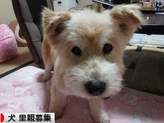 にほんブログ村 犬ブログ 犬 里親募集へ