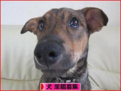 にほんブログ村 犬ブログ 犬 里親募集へ