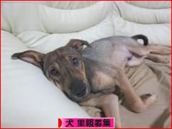 にほんブログ村 犬ブログ 犬 里親募集へ