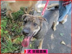 にほんブログ村 犬ブログ 犬 里親募集へ