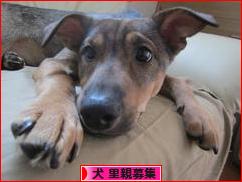 にほんブログ村 犬ブログ 犬 里親募集へ