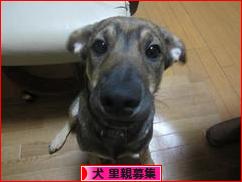 にほんブログ村 犬ブログ 犬 里親募集へ