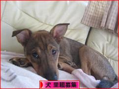 にほんブログ村 犬ブログ 犬 里親募集へ