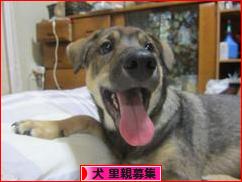にほんブログ村 犬ブログ 犬 里親募集へ