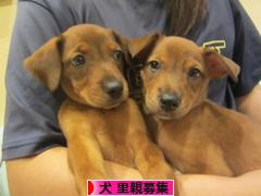 にほんブログ村 犬ブログ 犬 里親募集へ