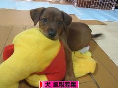 にほんブログ村 犬ブログ 犬 里親募集へ