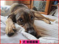 にほんブログ村 犬ブログ 犬 里親募集へ