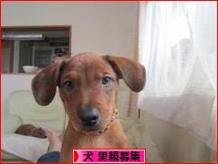 にほんブログ村 犬ブログ 犬 里親募集へ