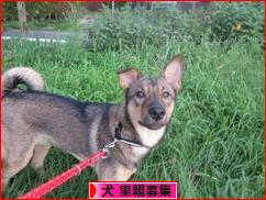 にほんブログ村 犬ブログ 犬 里親募集へ