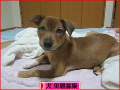 にほんブログ村 犬ブログ 犬 里親募集へ