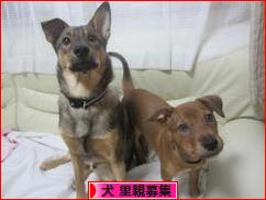 にほんブログ村 犬ブログ 犬 里親募集へ