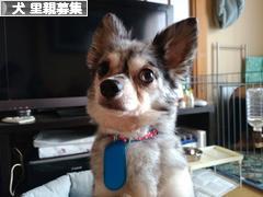 にほんブログ村 犬ブログ 犬 里親募集へ