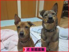 にほんブログ村 犬ブログ 犬 里親募集へ
