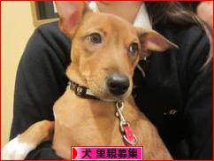 にほんブログ村 犬ブログ 犬 里親募集へ