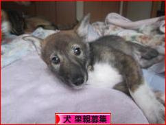 にほんブログ村 犬ブログ 犬 里親募集へ