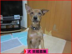 にほんブログ村 犬ブログ 犬 里親募集へ