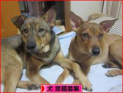 にほんブログ村 犬ブログ 犬 里親募集へ