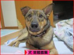 にほんブログ村 犬ブログ 犬 里親募集へ