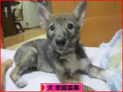 にほんブログ村 犬ブログ 犬 里親募集へ