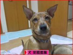 にほんブログ村 犬ブログ 犬 里親募集へ